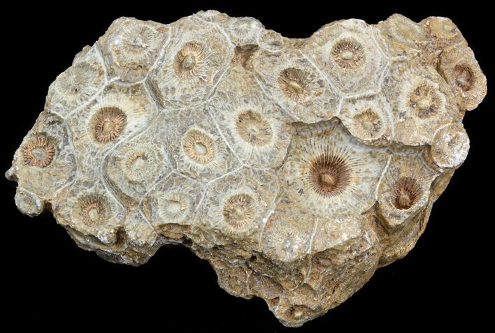 Fossil Coral (Actinocyathus) Head - Morocco #44869